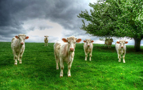 Белые коровы пасутся на зеленом лугу