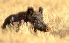 Large wild boar in the field of yellow wheat in summer