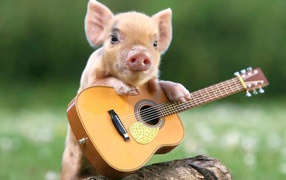 Little funny pig with a guitar
