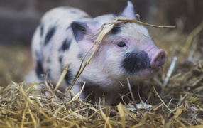 Little homemade pig in the straw