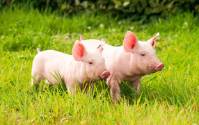 Two domestic pink pigs are walking on the green grass