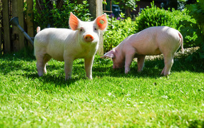 Two funny pink pigs on green grass