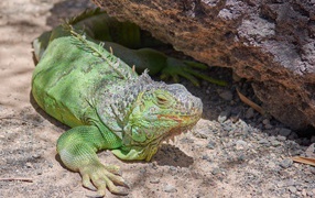 Большая зеленая игуана отдыхает на солнце