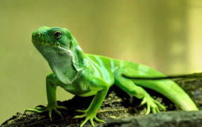 Красивая зеленая ящерица крупным планом 