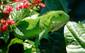 Яркая зеленая игуана в зеленых листьях