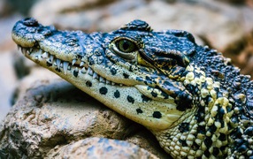 Крокодил отдыхает на камне 