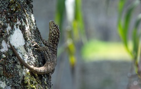 Серая ящерица на дереве 