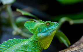 Зеленый ящер василиск с желтыми глазами 