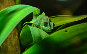 Зеленый хамелеон спрятался в зеленых листьях 