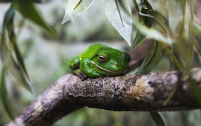 Зеленая лягушка на дереве 