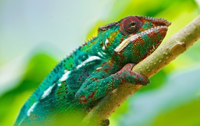 Разноцветный хамелеон на ветке 