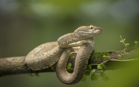 Ядовитая змея цепкохвостый ботропс Шлегеля на ветке дерева