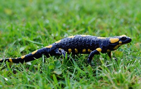 Саламандра на мокрой зеленой траве 