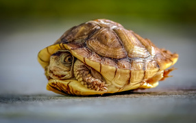 Черепаха спряталась в панцире крупным планом