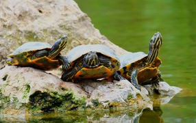 Три черепахи на камне у водоема 