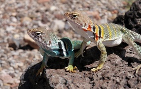 Две ошейниковые пустынные игуаны на камне 