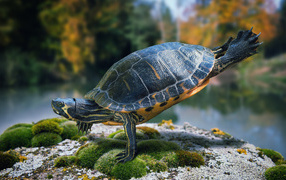 Красивая черепаха делает гимнастику на камне  