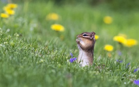 Маленький бурундук сидит в зеленой траве