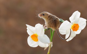 A small gray mouse sits on a daffodil flower