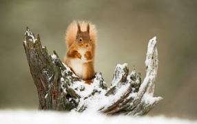 A small red squirrel sits on a snow-covered snag