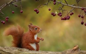 A small squirrel sits on a branch with red berries