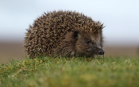 Big spiny hedgehog in the green grass