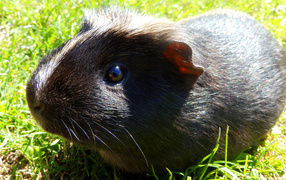 Black Guinea Pig on the Green Grass