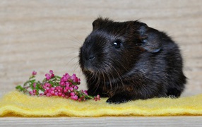 Black guinea pig with pink flower
