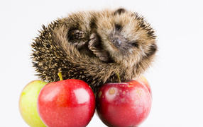 Cute hedgehog with apples on a white background