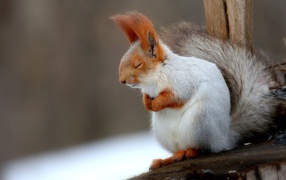 Fluffy gray squirrel sleeping on a branch