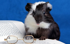 Funny guinea pig with glasses and a book