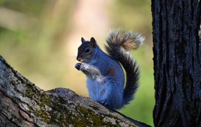 Small squirrel with walnut on the tree