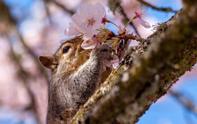Squirrel sniffing a spring flower on a tree
