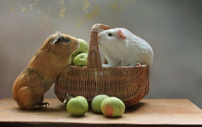 Две морские свинки в корзине с зелеными яблоками