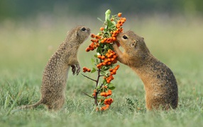 Два маленьких суслика рвут оранжевые ягоды с ветки