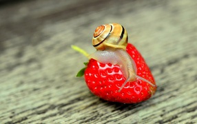 Улитка сидит на красной спелой клубнике