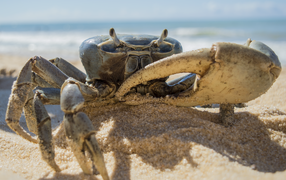 Большой краб на песке 