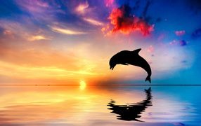 A dolphin jump out of the water in the ocean at sunset