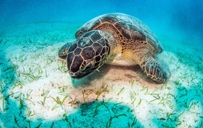 A large turtle lies under the water at the bottom
