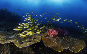 Косяк рыб в живописном подводном мире