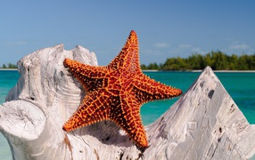 Удивительная морская звезда  