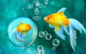 Красивые золотые рыбки под водой 