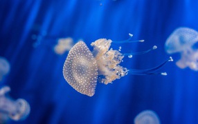 Beautiful jellyfish floating in blue water