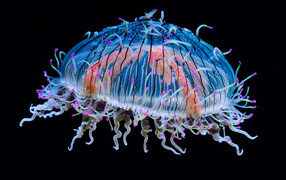 Красивая разноцветная медуза на черном фоне