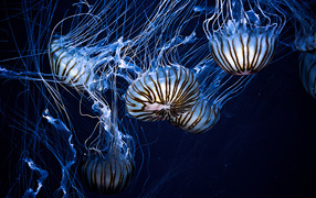 Красивые морские медузы 