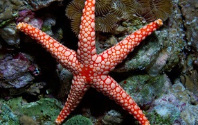 Яркая морская звезда на коралловом рифе под водой