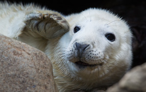 Funny muzzle of the white seal