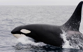 Большая касатка в воде 