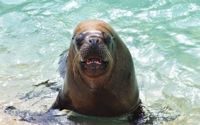 Веселый морской лев в воде 