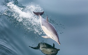 The dolphin jumping is reflected in the water